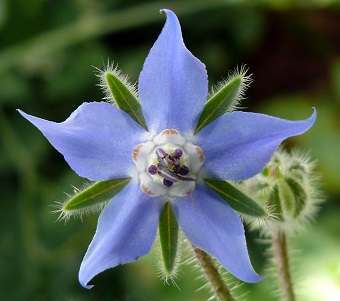 Borage Oil for Anxiety