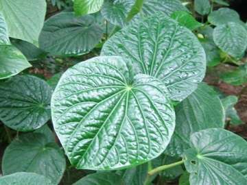 Borage Oil for Anxiety